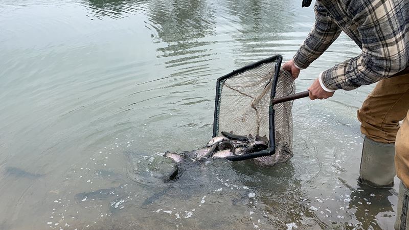 A person dumps a net full of rainbow trout into the duck pond